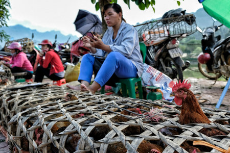 Bac Ha, Vietnam - August 26: Unidentified people buying and selling chickens at Sunday market on August 26, 2018 in Bac Ha, Vietnam.のeditorial素材