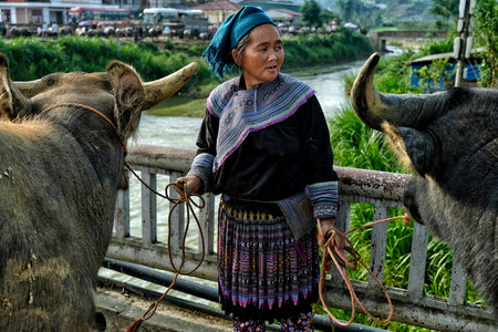 Bac Ha, Vietnam - August 26, 2018: Unidentified people buying and selling buffalo at Sunday market on August 26, 2018 in Bac Ha, Vietnam.のeditorial素材