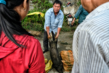 Bac Ha, Vietnam - August 26, 2018: Unidentified people buying and selling pigs at Sunday market on August 26, 2018 in Bac Ha, Vietnam.のeditorial素材