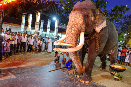 Kataragama, Sri Lanka - January 2020: An elephant participating in the pilgrims' offerings at the Maha Devale Hindu sanctuary on January 18, 2020 in Kataragama, Sri Lanka.のeditorial素材