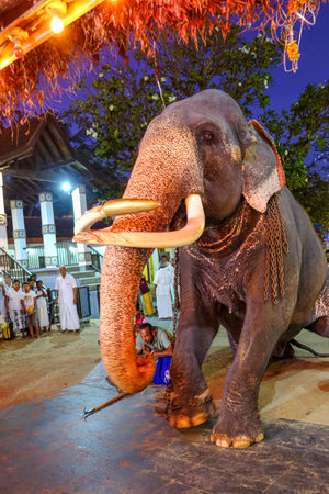 Kataragama, Sri Lanka - January 2020: An elephant participating in the pilgrims' offerings at the...