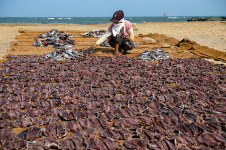 Negombo, Sri Lanka - January 2020: Woman flipping over the fresh catch of the day, drying in the sun on the beach on January 12, 2020 in Negombo, Sri Lanka.のeditorial素材
