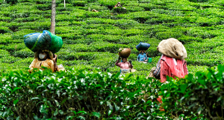 Wayanad, India - June 2020: A women collecting tea leaves on a plantation on June 16, 2020 in Wayanad, Kerala, India.のeditorial素材