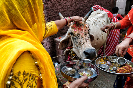 Jodhpur, India - August 2020: Women making an offering to a cow in the city of Jodhpur in the state of Rajasthan on August 16, 2020 in India.のeditorial素材