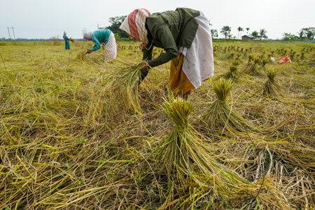 Majuli Island, India - November 2020: Women harvesting the rice crop in Majuli Island on November 19, 2020 in Assam, India.のeditorial素材