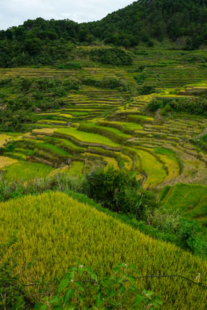 Rice terraces at Bontoc in northern Luzon in Luzon Island, Philippines.の写真素材
