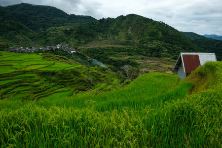 Rice terraces at Maligcong in northern Luzon in Luzon Island, Philippines.の写真素材
