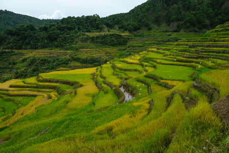 Rice terraces at Bontoc in northern Luzon in Luzon Island, Philippines.の写真素材