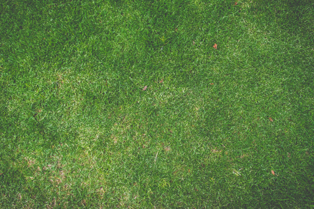 Green grass texture with some dry leavesの写真素材