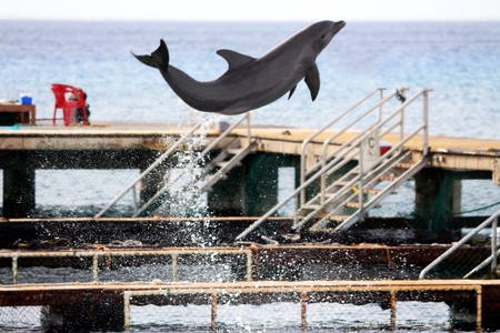 Flying dolphin in Mexicoの写真素材