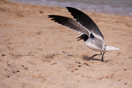 Seagull landing at the beachの写真素材