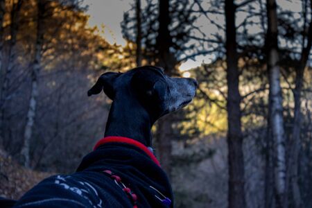 Dog looking towards some trees. Greyhound breed with a coat in a forest.の写真素材