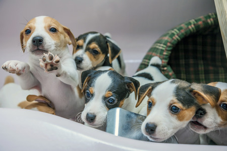 adorable beagle puppy in the foregroundの写真素材