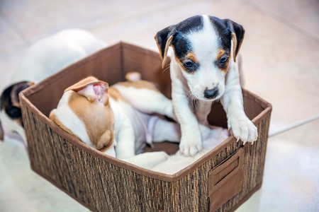 adorable beagle puppy in the foreground