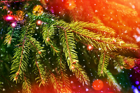 Abstract christmas background. Winter landscape. Fir branches.