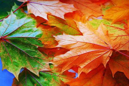 autumn landscape with bright colorful leaves. Indian summer. foliage.の写真素材