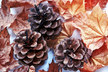 autumn landscape with bright colorful leaves. Indian summer. pineconeの写真素材
