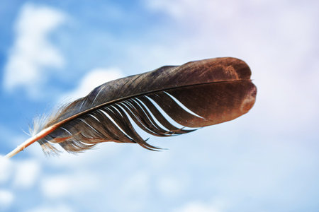 Bright and colorful bird feather. blue sky.の写真素材