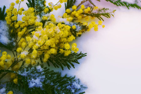 Bush of yellow spring flowers mimosa. Snow. outdoorsの写真素材