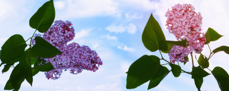 Spring branch of blossoming lilac. Beautiful violet Lilac flowerの写真素材