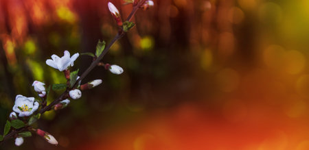 Blossoming branch apple. Bright colorful spring flowersの写真素材