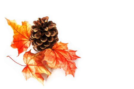 Bright colorful autumn leaves isolated on white background. pinecone.