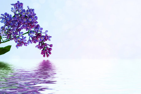 Bright and colorful flowers lilac
on the background of spring landscape.の写真素材