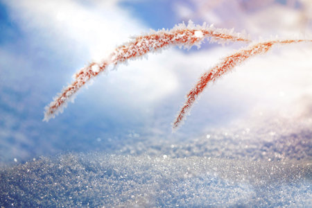 Blurred frozen grass. Winter abstract background. Landscape. outdoorの写真素材