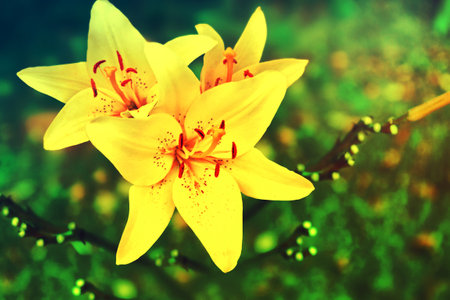 Colorful beautiful flowers lily on the background of the summer landscape.の写真素材