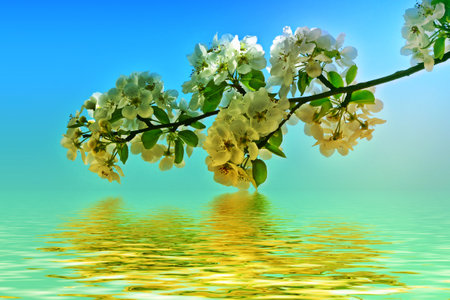 Blossoming branch cherry. Bright colorful spring flowersの写真素材