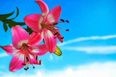 Colorful beautiful flowers lily on the background of the summer landscape.の写真素材