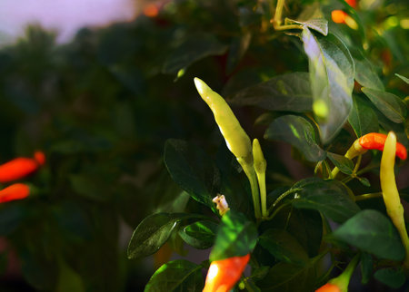 close up green and red chilli plant growing in the farm thailandの写真素材