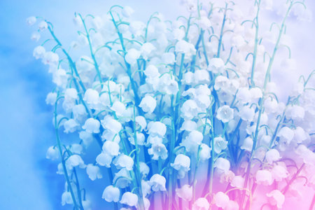 Natural floral background of spring flowers lily of the valleyの写真素材