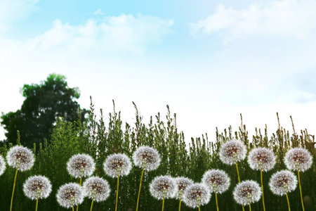 Fluffy dandelion flower against the background of the summer landscape.の写真素材