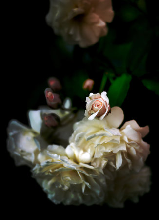 close up sweet two tone white pink roses in dark backgroundの写真素材