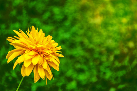 Colorful dahlia flowers on a background of the autumn landscapeの写真素材