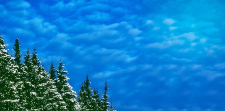 Blurred abstract winter background. snow covered trees.の写真素材