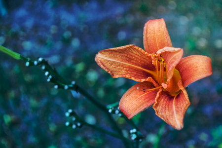 Colorful beautiful flowers lily on the background of the summer landscape.の写真素材