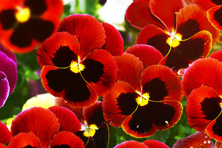 Closeup of colorful pansy flower. Summer landscapeの写真素材
