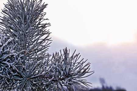 forest in the frost. Winter landscape. Snow covered trees.の写真素材