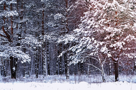 forest in the frost. Winter landscape. Snow covered trees.