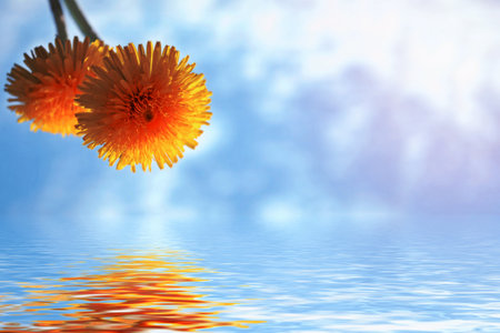 Fluffy dandelion flower against the background of the summer landscape.の写真素材