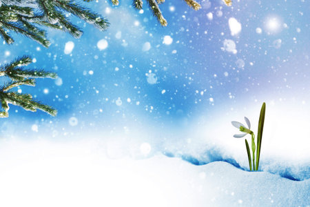 Galanthus nivalis. nature. snowdrop flower growing in snow in early spring forestの写真素材