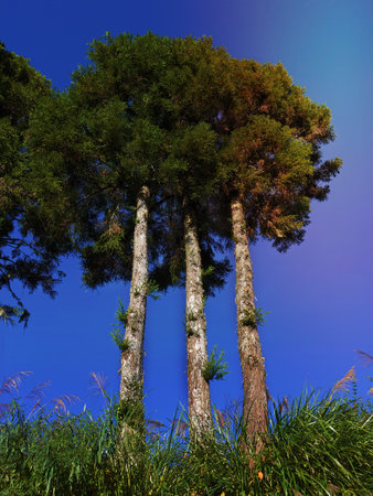 3 trunks trees with one 1 head under the bright blue skyの写真素材