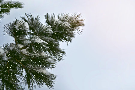 forest in the frost. Winter landscape. Snow covered trees.の写真素材