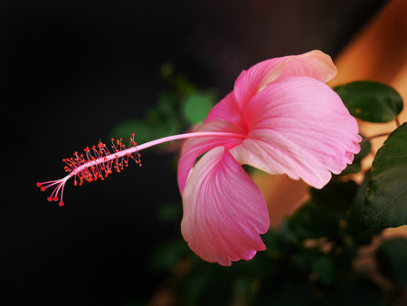 Side view of Pink hibiscus flower with pollen in dark background, selective focus, close up, Tropical rose hibiscus flowerの写真素材