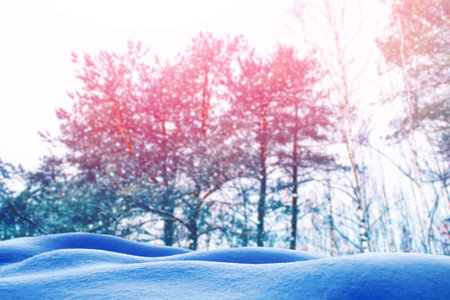 Frozen winter forest with snow covered trees.の写真素材