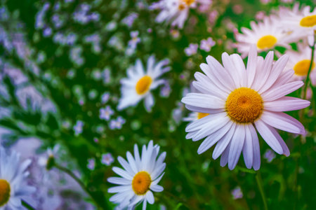 White bright daisy flowers on a background of the summer landscape.