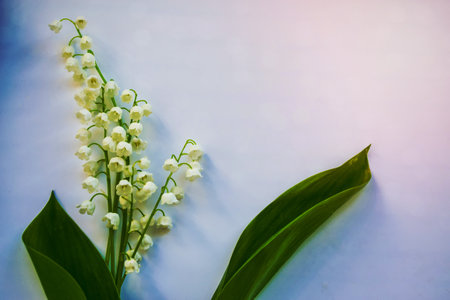 Spring landscape. flowers lily of the valleyの写真素材