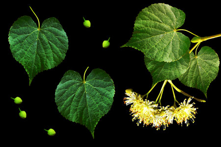 Sprig of linden blossoms isolated on black background.の写真素材